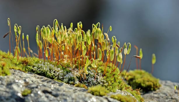 Moss with spore capsules in winter