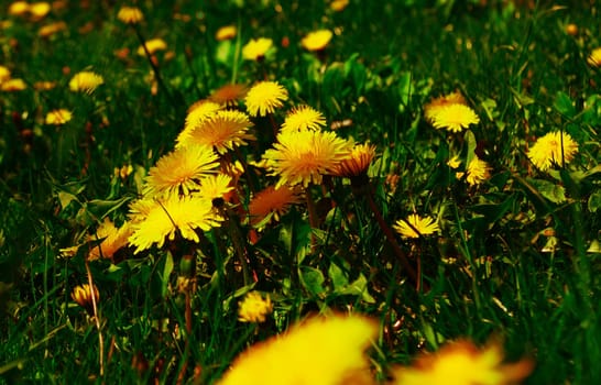 young dandelions grow in the meadow in spring
