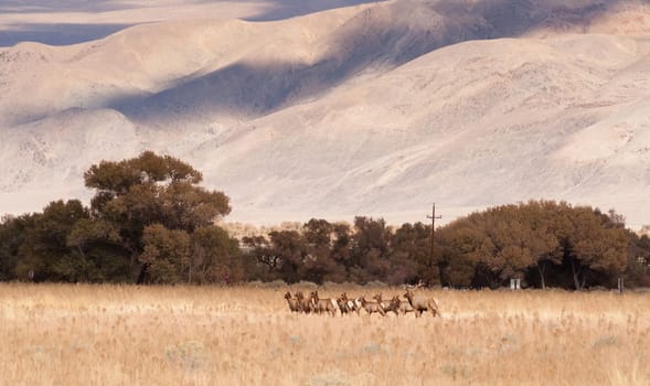 Here is a big bull Elk with a dozen females