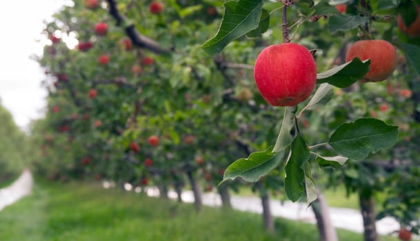 Apples hang in the orchard waiting to ripen