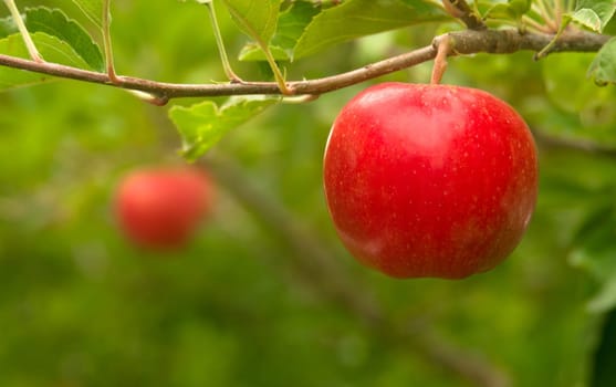 Apples hang in the orchard waiting to ripen
