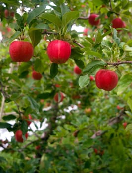 Apples hang in the orchard waiting to ripen