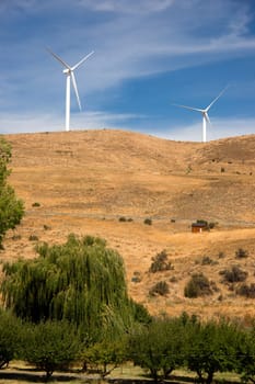 Trees and hillside with wind generators