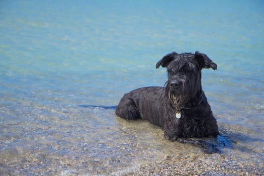 Big Black Schnauzer dog is is lying in the sea and looking at the camera