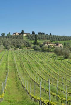 Vineyards in Tuscany (Italy). Vertically. Blue sky in the background.