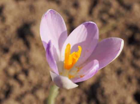 Wild crocus