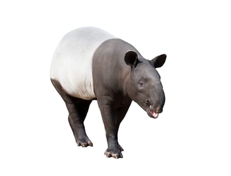 Malayan tapir or Asian tapir isolated on white background