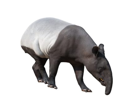 Malayan tapir or Asian tapir isolated on white background