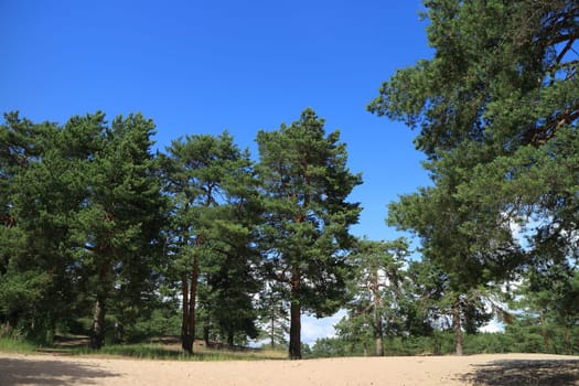 pine forest in summer beautiful landscape, low angle
