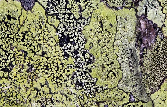 Map lichen Rhizocarpon geographicum