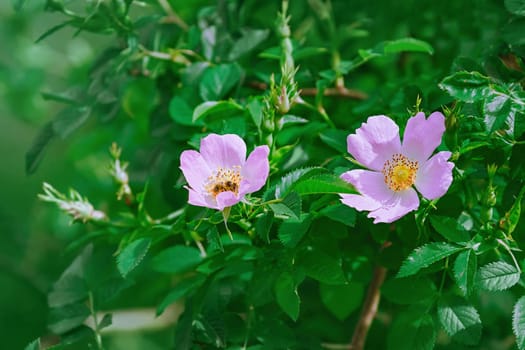 Pink Flowers of Climbing Rose - Rosa Multiflora
