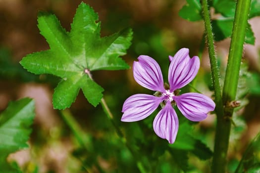 Flower of Common Mallow (Malva Sylvestris, Family of Malvaceae)