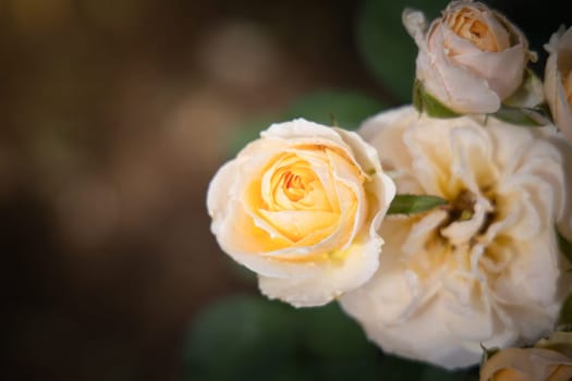 Roses in the garden, Roses are beautiful with a beautiful sunny day.