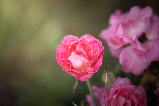 Roses in the garden, Roses are beautiful with a beautiful sunny day.