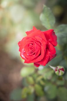 Roses in the garden, Roses are beautiful with a beautiful sunny day.
