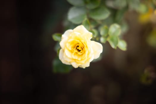 Roses in the garden, Roses are beautiful with a beautiful sunny day.