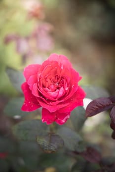Roses in the garden, Roses are beautiful with a beautiful sunny day.