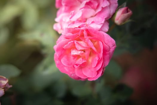 Roses in the garden, Roses are beautiful with a beautiful sunny day.