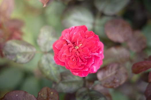 Roses in the garden, Roses are beautiful with a beautiful sunny day.