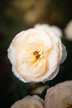 Roses in the garden, Roses are beautiful with a beautiful sunny day.