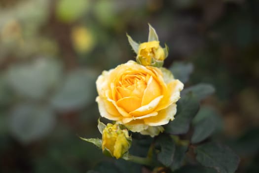 Roses in the garden, Roses are beautiful with a beautiful sunny day.