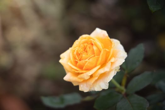 Roses in the garden, Roses are beautiful with a beautiful sunny day.