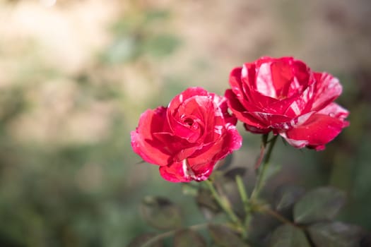 Roses in the garden, Roses are beautiful with a beautiful sunny day.