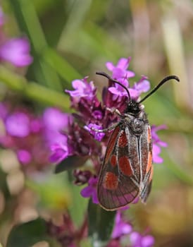 High Alpine ram Zygaena exulans