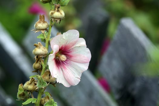 Hollyhock Alcea rosea in the cottage garden