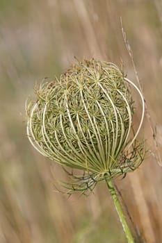 Inflorescence of the wild carrot Daucus carota