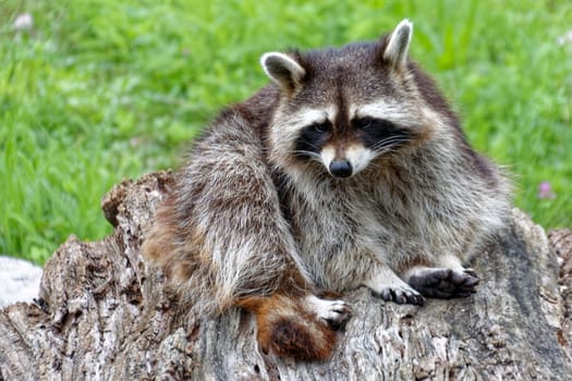 Raccoon