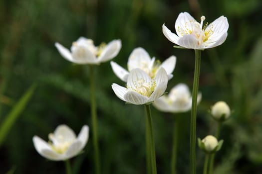 Marsh heart leaf Parnassia palustris