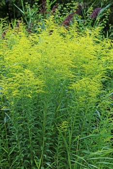 Goldenrod Solidago in the ornamental garden