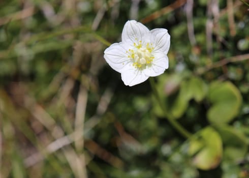 Flower of marsh heart leaf Parnassia palustris