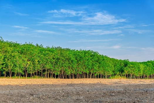 Para rubber tree, latex rubber plantation and tree rubber in southern Thailand