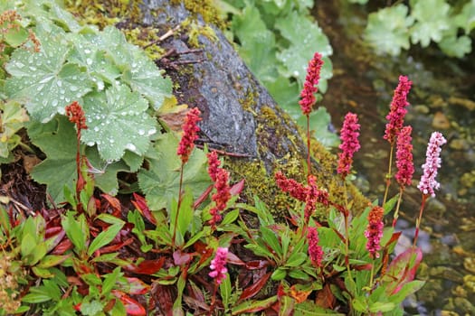 Snake knotweed and lady's mantle at the stream