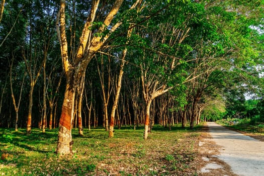 Latex rubber tree plantation or tree rubber in southern Thailand, Para rubber tree garden