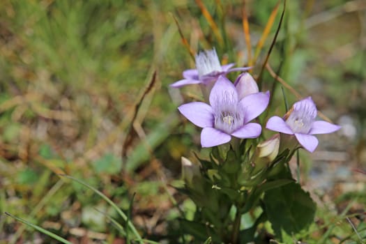 German wreath gentian or German fringed gentian Gentianella germanica