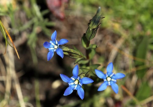 Snow gentian Gentiana nivalis
