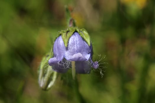 Bearded bellflower Campanula barbata
