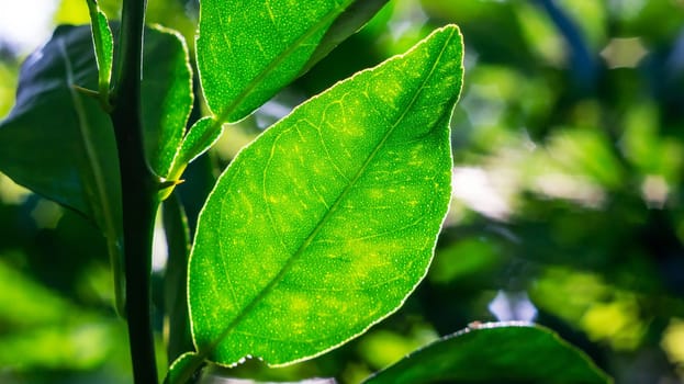 Green leaf with shadow blurred background