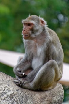 Rhesus monkey