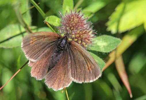 Yellow-spotted black butterfly Erebia manto