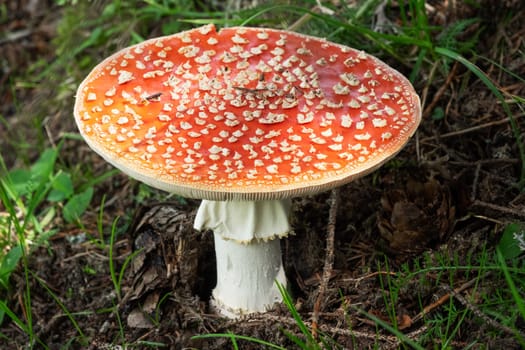 Fly Agaric In Forest, close up of poisonous mushroom