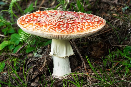 Fly Agaric In Forest, close up of poisonous mushroom