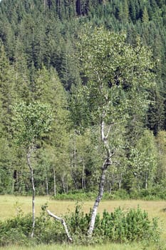 Birches in the Wasenmoos near Mittersill