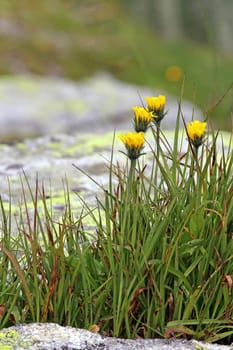 Hieracium alpinum in the Hohe Tauern