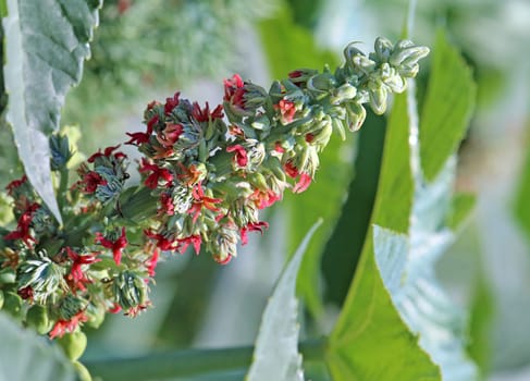 Flowering castor oil Ricinus communis