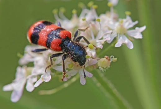 Macro Bee beetle Trichodes apiarius