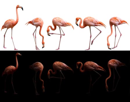 american flamingo bird (Phoenicopterus ruber) on dark and white background